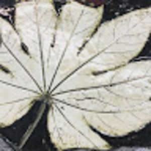 Meet your Posher, Janel